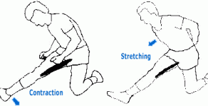 Le stretching et le sport